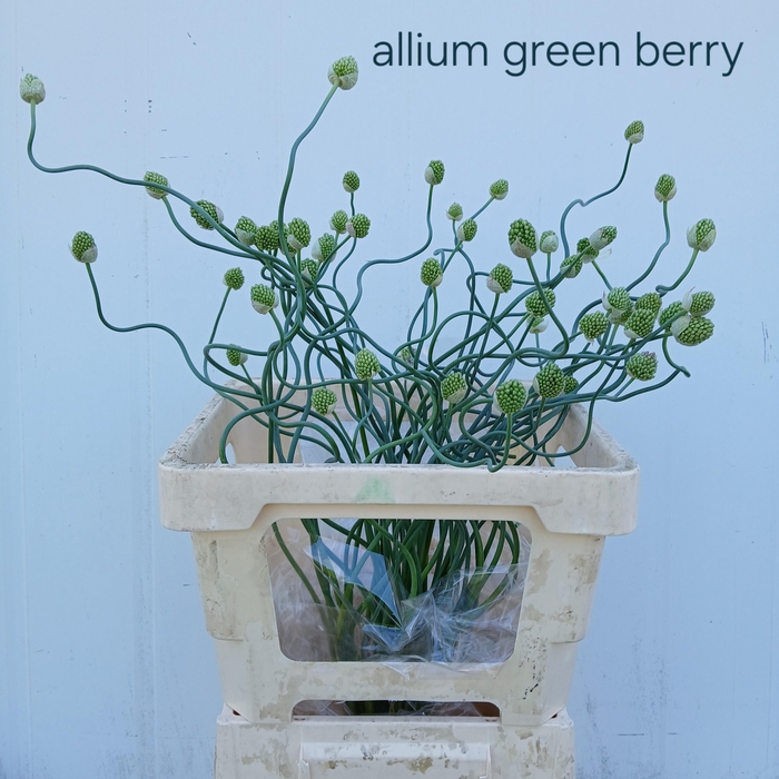 <h4>ALLIUM OV</h4>