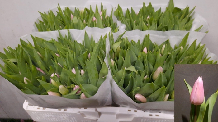 <h4>TU EN GABRIELLA</h4>