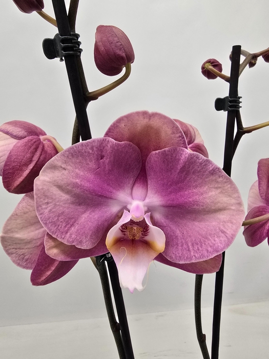 <h4>Limited 21 week 19</h4>