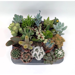 CACTUS + SUCCU GEM