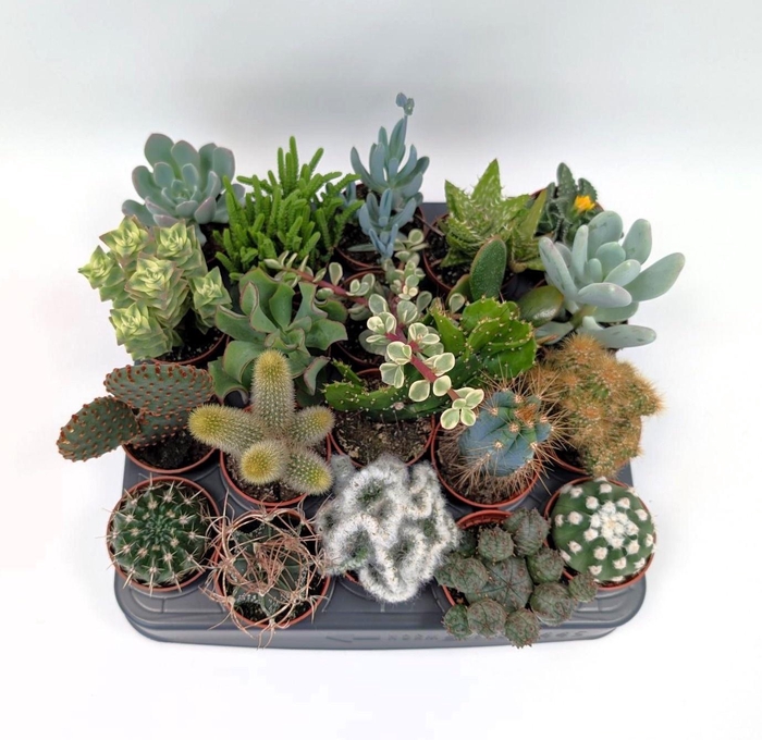 <h4>CACTUS + SUCCU GEM</h4>
