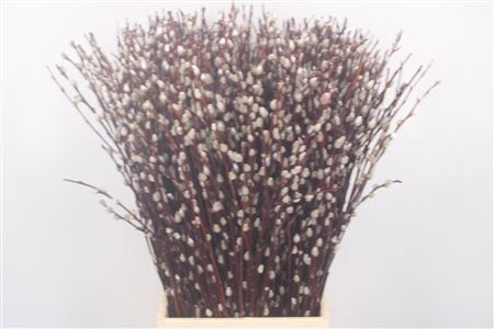 <h4>Salix Magical Silver</h4>