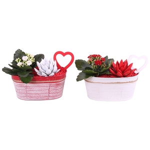 Valentine Arr. Indoor Zinc Pot Oval Red/White Ø19cm 2PP