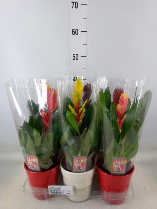 <h4>Vriesea   ...mix 6</h4>