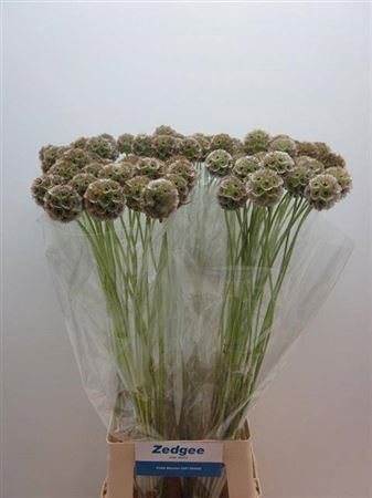 <h4>Scabiosa Stellata Zd</h4>