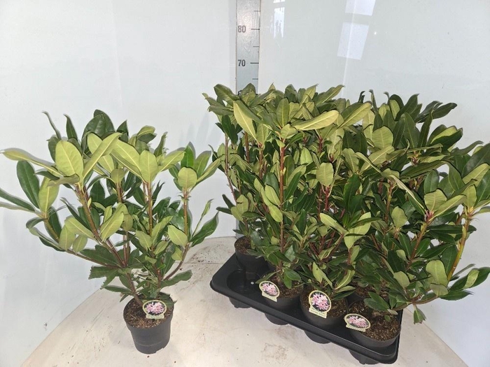 <h4>RHOD PO ROSEUM</h4>