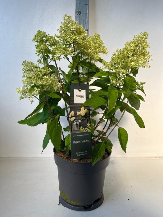 <h4>Hydrangea pan.</h4>