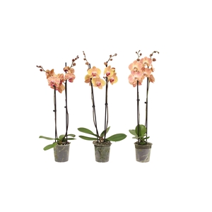 Phal Oranje 2T14+