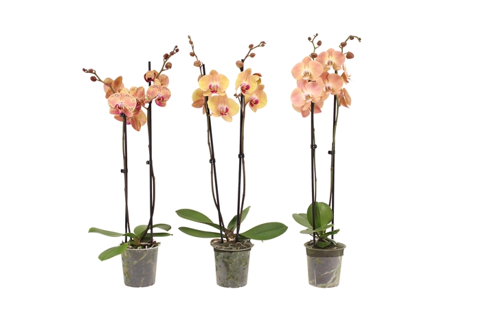 <h4>Phal Oranje 2T14+</h4>