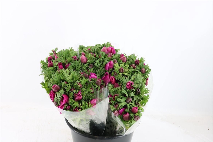 <h4>Anem Mistral Orchid</h4>