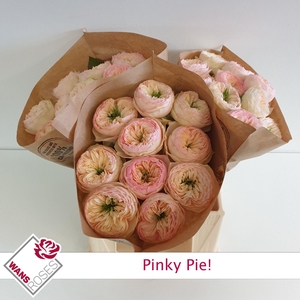 R GR PINKY PIE!