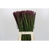 Liatris Spicata