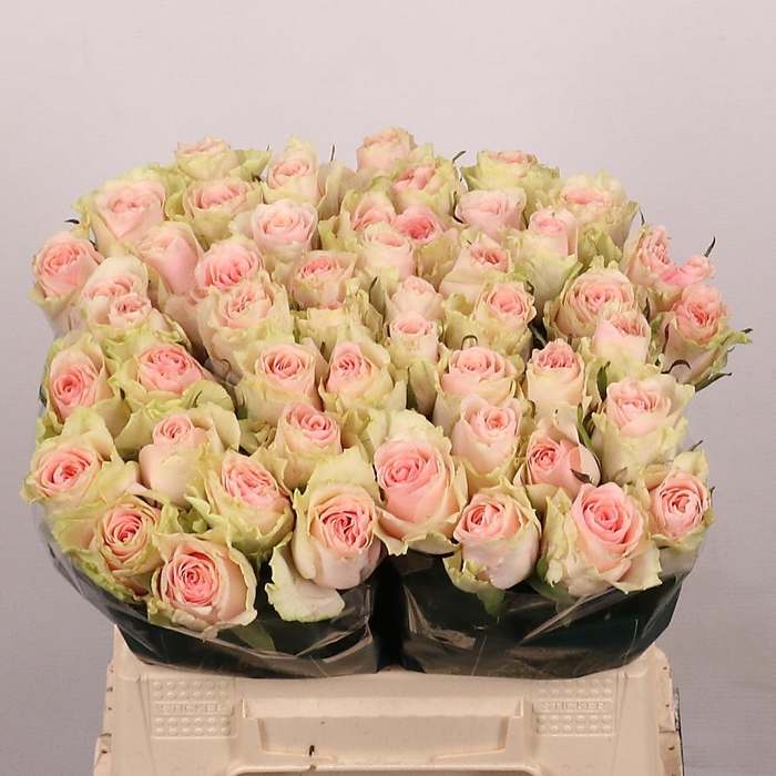 <h4>R GR FRUTTETO</h4>