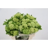 VIBURNUM ROSEUM PER BUNCH