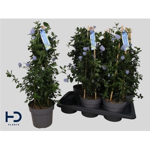 CEAN TH REPENS