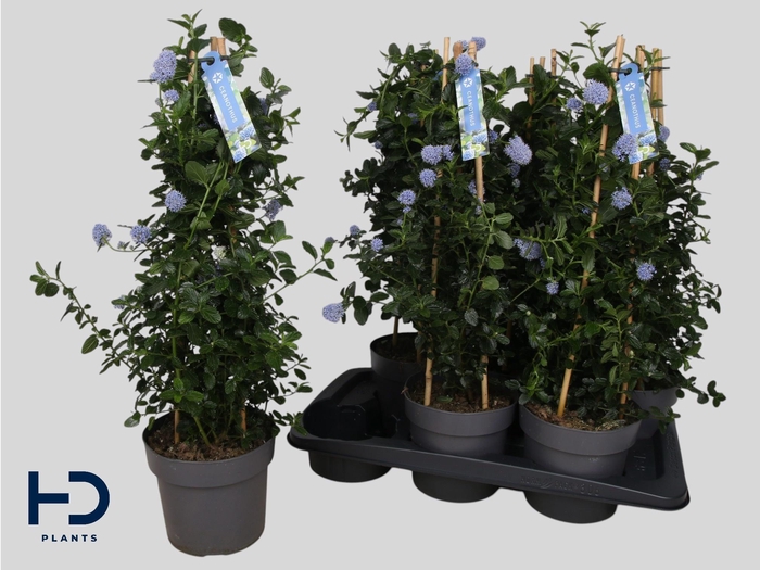 <h4>CEAN TH REPENS</h4>