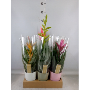 Tillandsia  ...mix