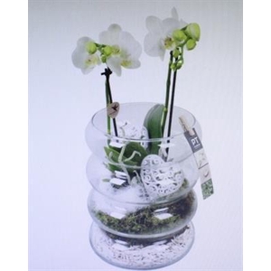 4994 RIBBELGLAS 2-TAK