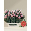 CHRYSANTHEMUM PL 'HORNBILL SALMON'