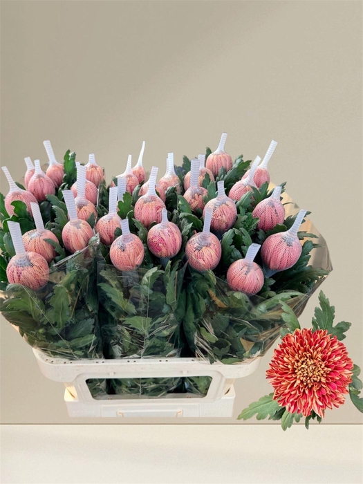 CHRYSANTHEMUM PL 'HORNBILL SALMON'