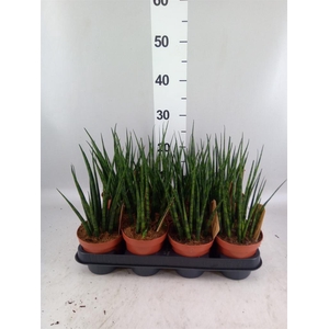 Sansevieria  'Fernwood'