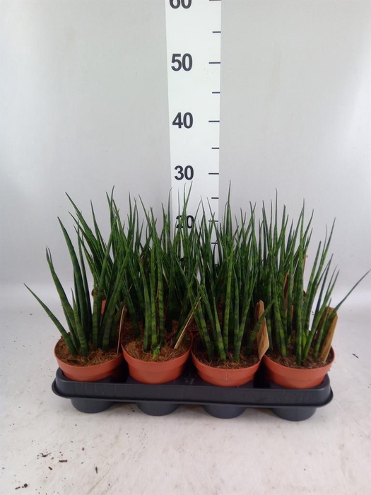 <h4>Sansevieria  'Fernwood'</h4>
