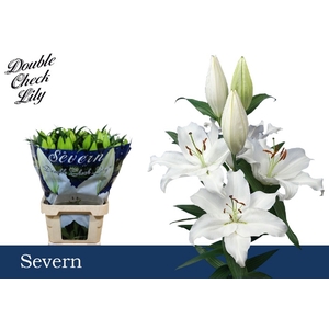 LI OR SEVERN