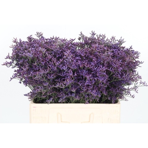 Lim Safora Dark Blue