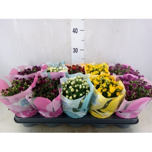 Chrysanthemum  'Milkshake'  ...mix
