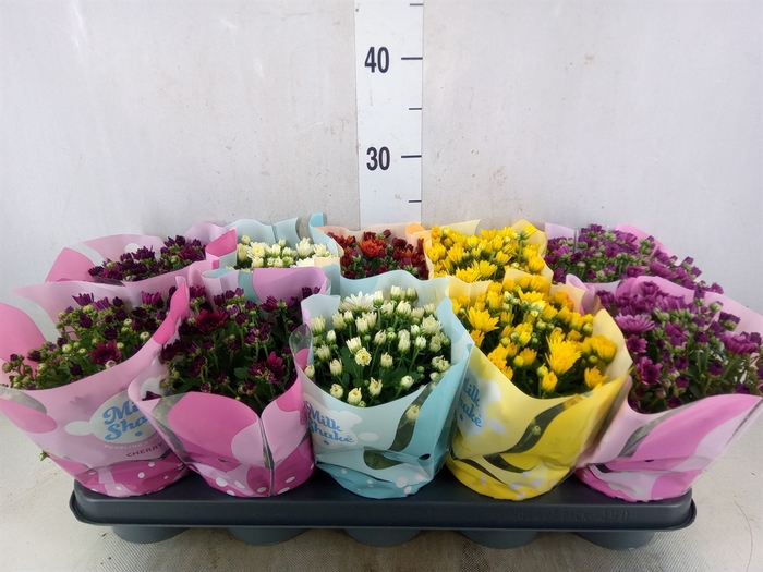 <h4>Chrysanthemum  'Milkshake'  ...mix</h4>