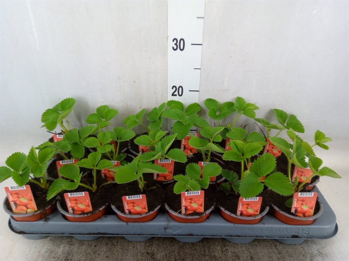 <h4>Fragaria ananassa 'Elsanta'</h4>