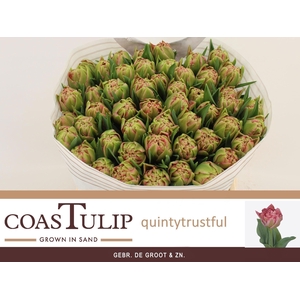 TU DU QUIN TRUSTFULL