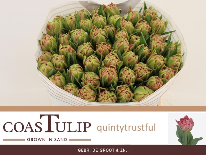 <h4>TU DU QUIN TRUSTFULL</h4>