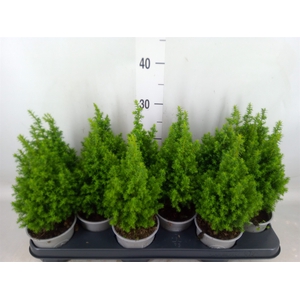 Chamaecyparis thyo. 'Alpica'