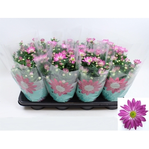 Chrysanthemum Indicum Rainbow Rosy