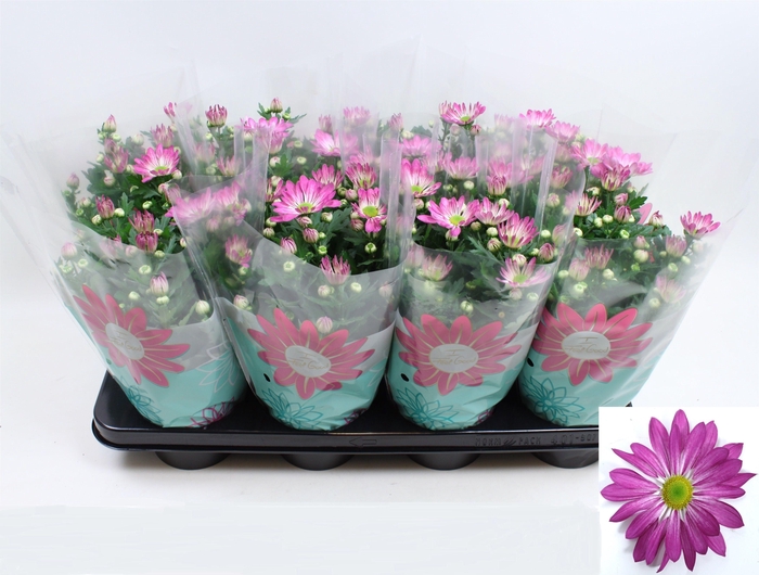 <h4>Chrysanthemum Indicum Rainbow Rosy</h4>