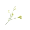 Ammi Visnaga