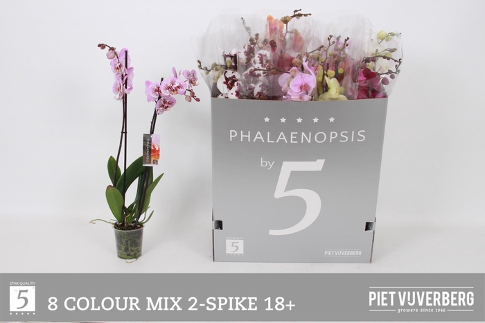 <h4>PHAL GEM 8 KL</h4>