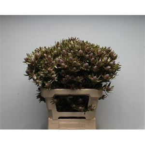 Leucad Ayoba Star Pearl Spray