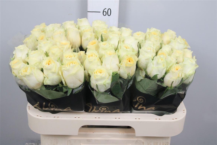 <h4>R Gr Buttercup</h4>