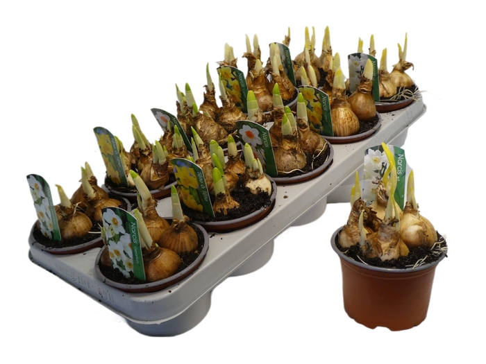 <h4>NARCISSUS MIX P12</h4>