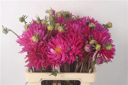 <h4>Dahl Karma Purple</h4>
