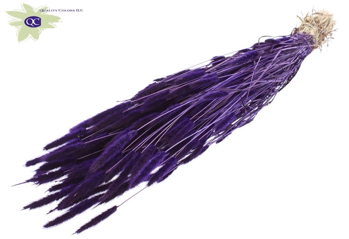 <h4>Polypogon per bunch purple</h4>