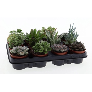 Succulents   ...