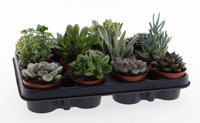 <h4>Succulents   ...</h4>