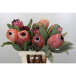 Protea Barbigera Air