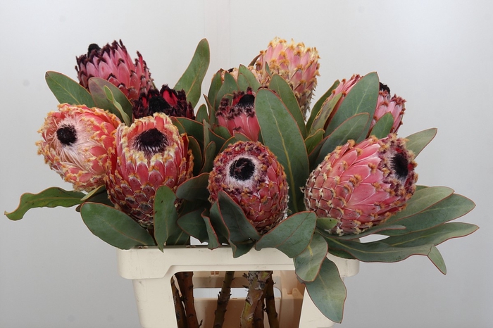 Protea Barbigera Air