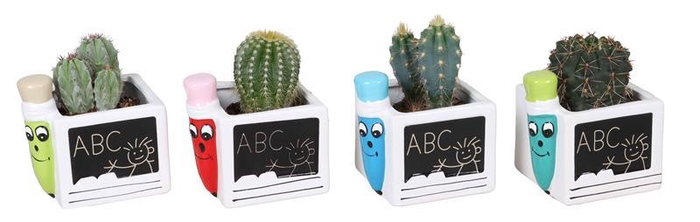 <h4>CACTACEAE p6</h4>