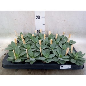 Senecio cephal. 'Mountain Fire'