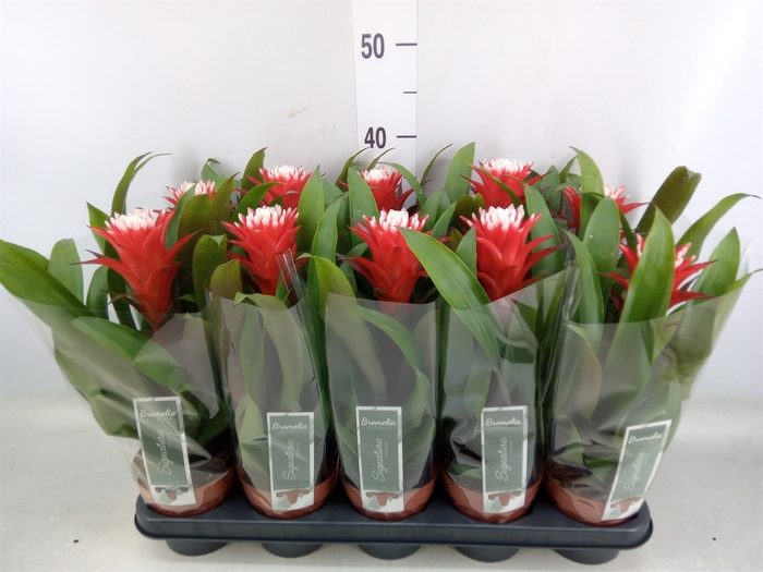 <h4>Guzmania  'Hope'</h4>